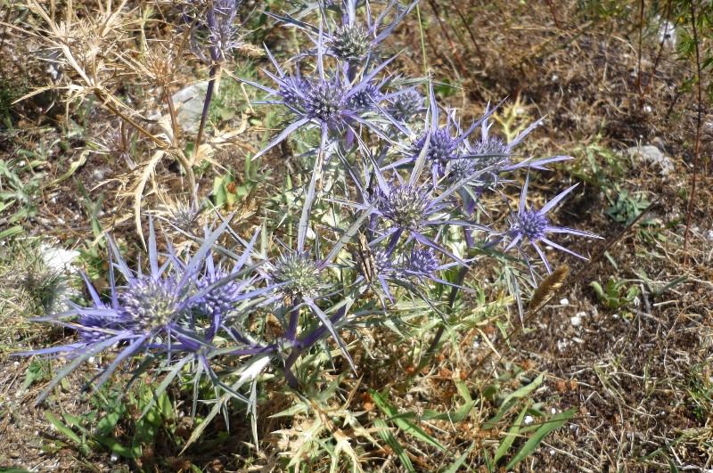 Che pianta è? Eryngium amethystinum